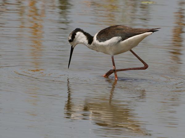 Amerikaanse steltkluut (Himantopus mexicanus)